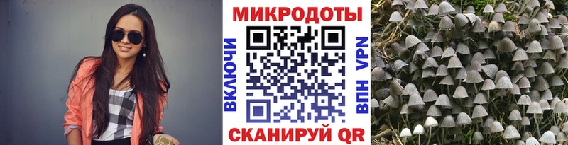 где купить   Константиновск  Галлюциногенные грибы Psilocybine cubensis 